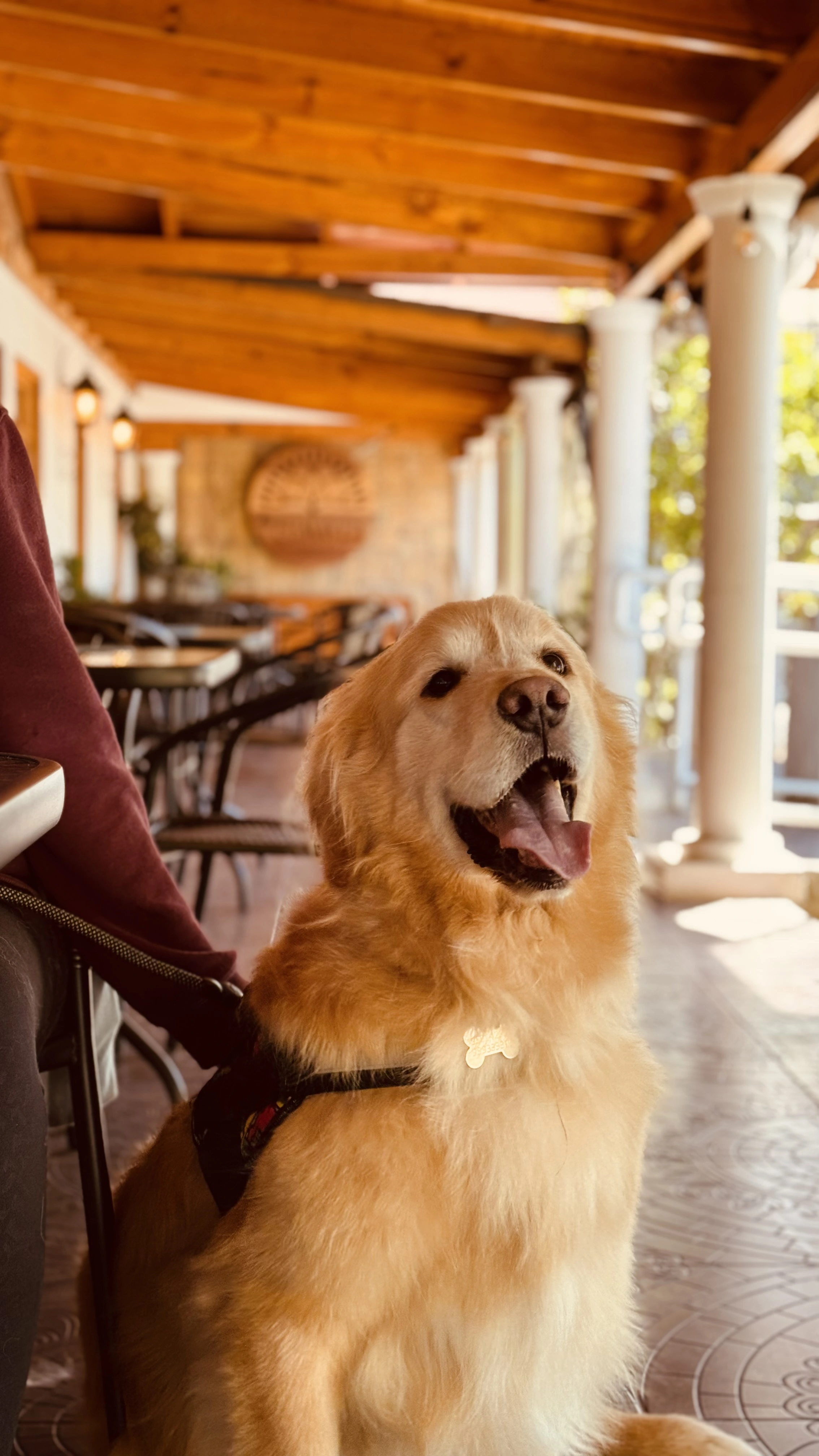 Imagen referencial de un perro descansando junto a una mesa en una terraza